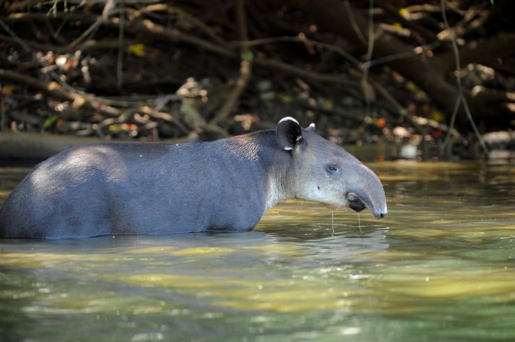 Adult Tapir