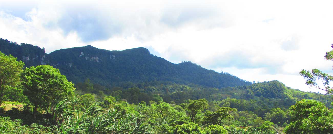 nicjinotega