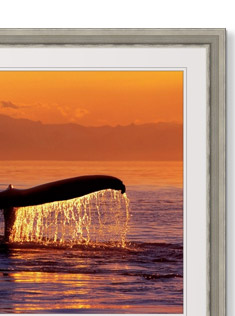 Humpback Whale Fluke @ Sunset Inside Passage SE AK Summer by John Hyde
