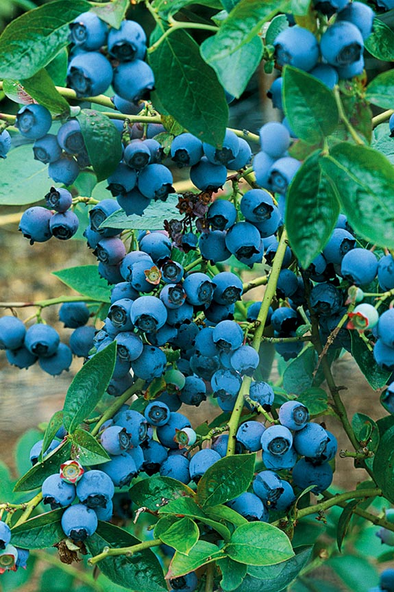 Chippewa blueberry 