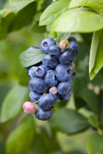 Earliblue Blueberry 