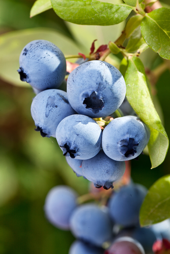 Burgundy Maine Blueberry-Gal 