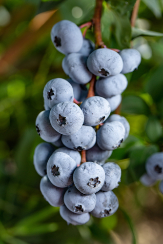 Jersey blueberry 