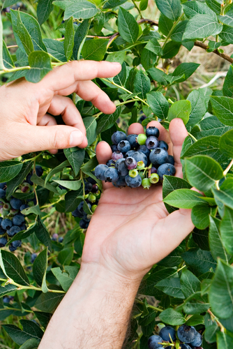 Brunswick Maine Blueberry-Gallon Pot