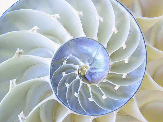 Beautiful mother of pearl in a stunning Nautilus shell