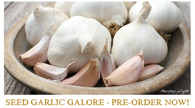 https://www.thegarlicfarm.co.uk/buy/garlic-for-growing?utm_source=Email_Newsletter&utm_medium=Retail&utm_campaign=CV_May20_3