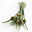 https://www.thegarlicfarm.co.uk/product/elephant-garlic-scapes?utm_source=Email_Newsletter&utm_medium=Retail&utm_campaign=CV_May20_3