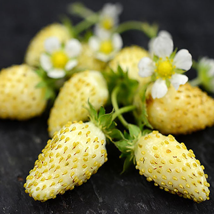 Yellow Alpine Strawberry