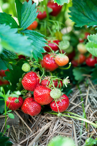 Capron Musk Strawberry