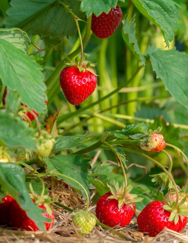 Benton strawberry (Bndl of 25)