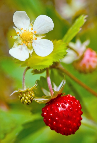 Profumata musk strawberry (4-Inch Pot)