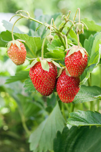Eversweet Strawberry (Bndl of 25)