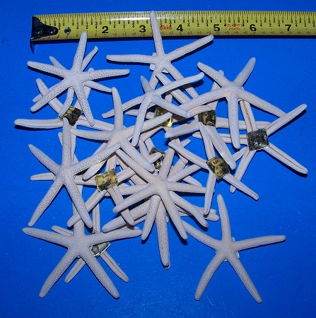 White Pencil Starfish
