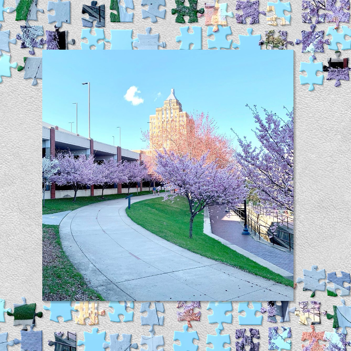 DAP Puzzle Cherry Blossoms