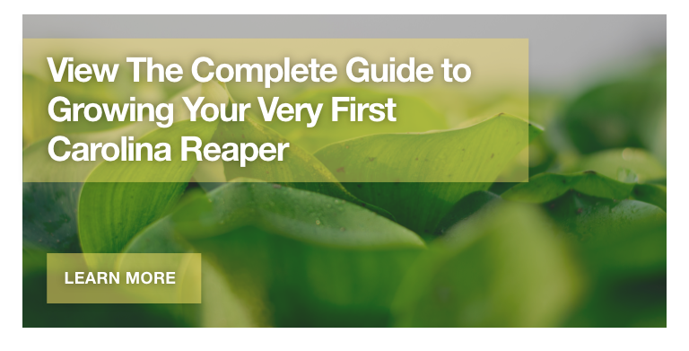 Click here to access our Complete Growing Guide.