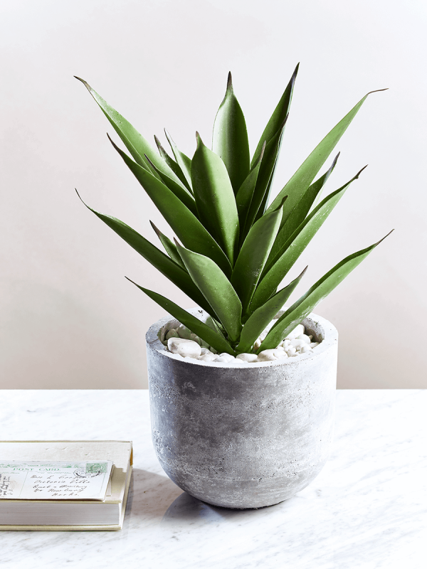 Faux Potted Aloe