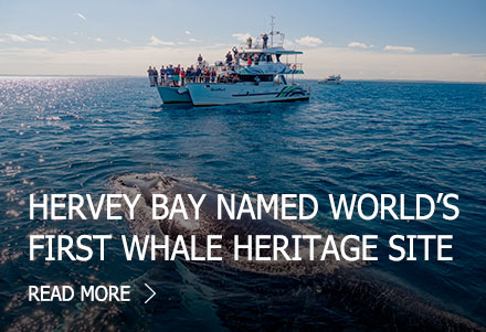 Hervey Bay named World's first Whale Heritage Site
