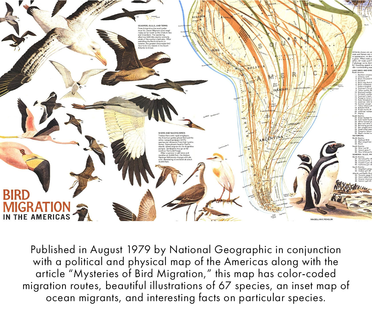 Bird Migration