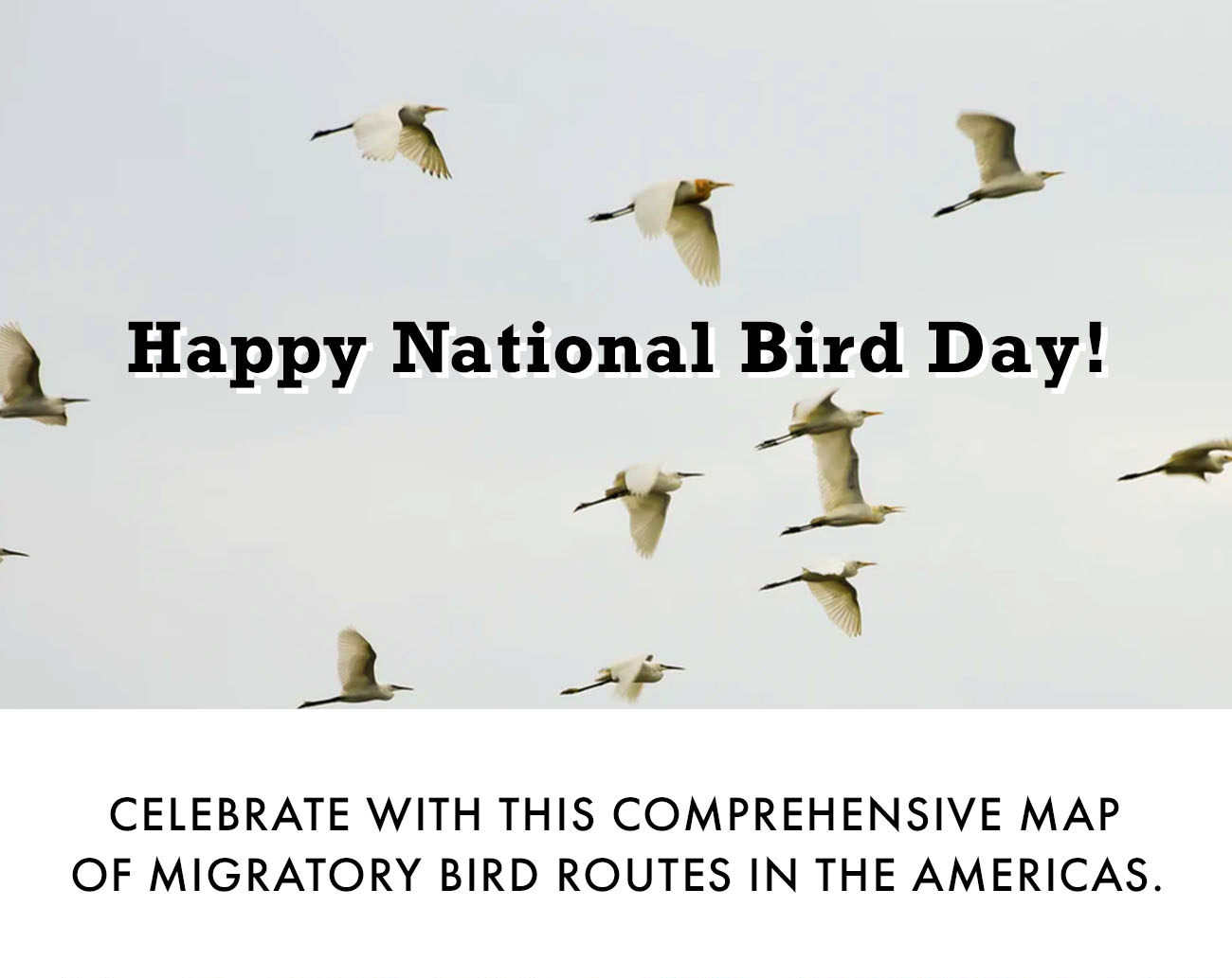 Happy National Bird Day