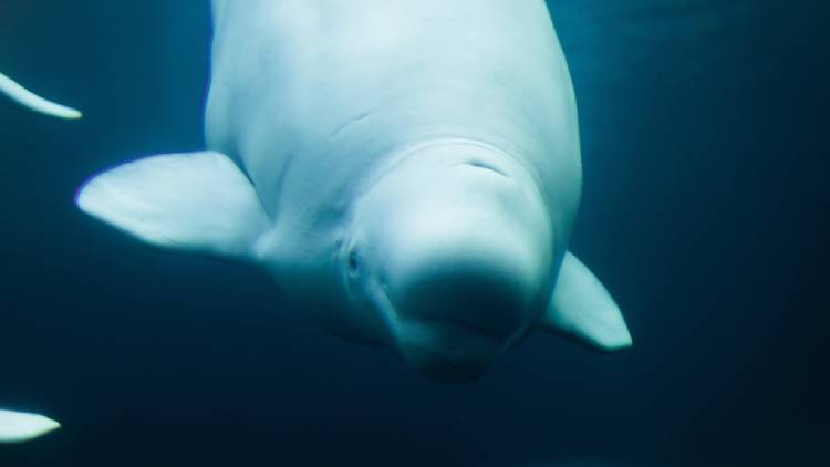 Zoos around the world are live-streaming penguins, pandas and beluga whales