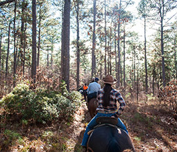 Guide to Kisatchie National Forest