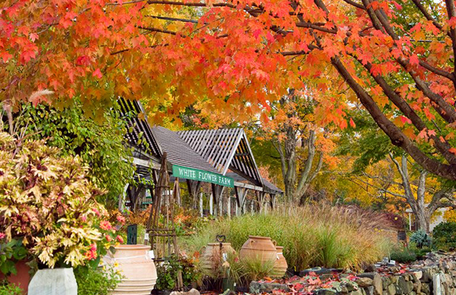 Fall gardens in Connecticut