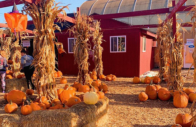 pumpkin picking and fall in Connecticut
