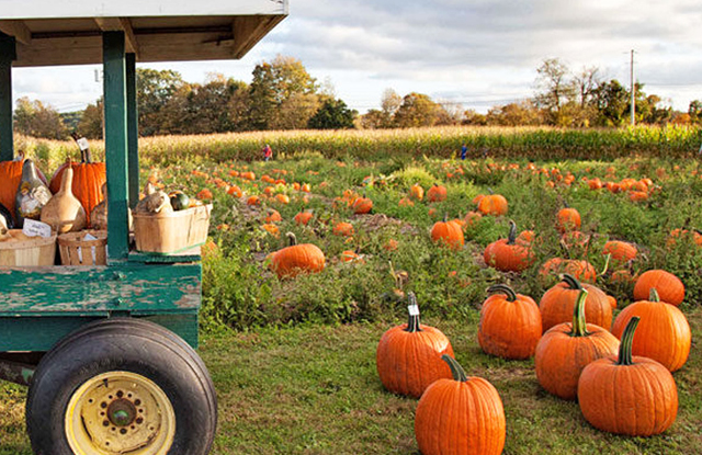 Pumpkin Picking in Connecticut