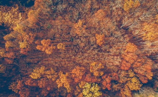 Autumnal Forest
