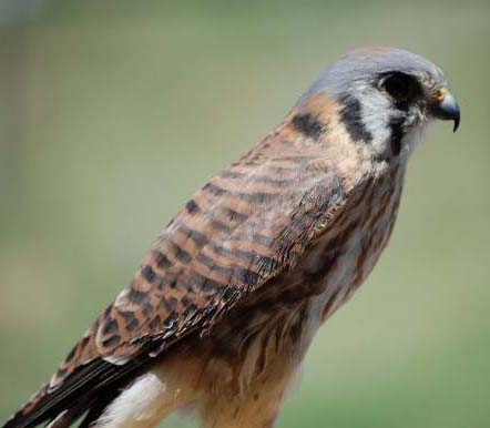 Enter the naming contest for our new American kestrel