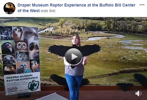 Draper Museum Raptor Experience videos