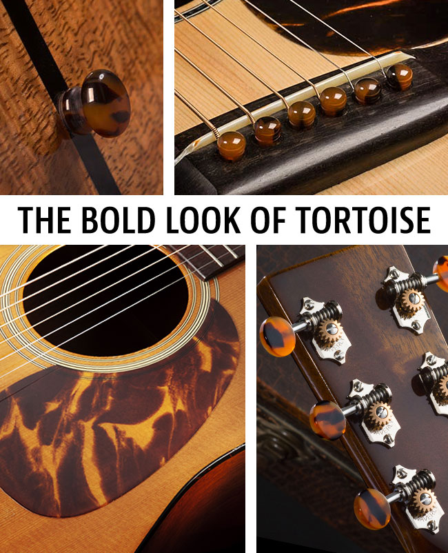 The Bold Look of Tortoise