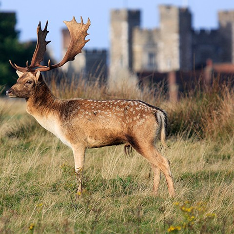 Knole Park