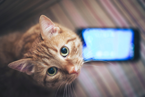 Ginger Cat and Smartphone