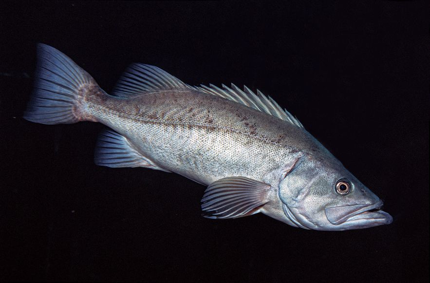 California Rockfish
