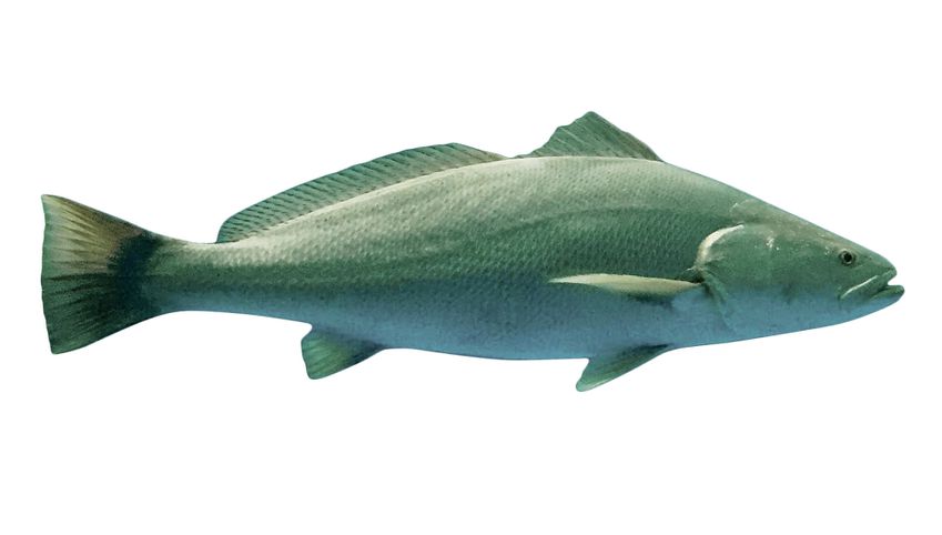 Totoaba Conservation