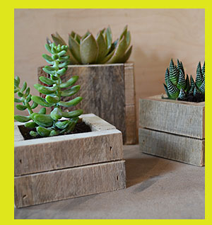 Image of Succulent planters