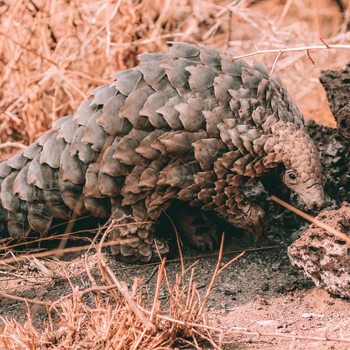 The return of the pangolin