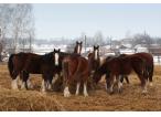 Ukraina. Konie, zwierzeta hodowlane, ogiery, klacze, siwe rysaki 900 zl. Stajnia koni, koszary, stra