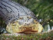 Krokodyle tez spia polowa m?zgu