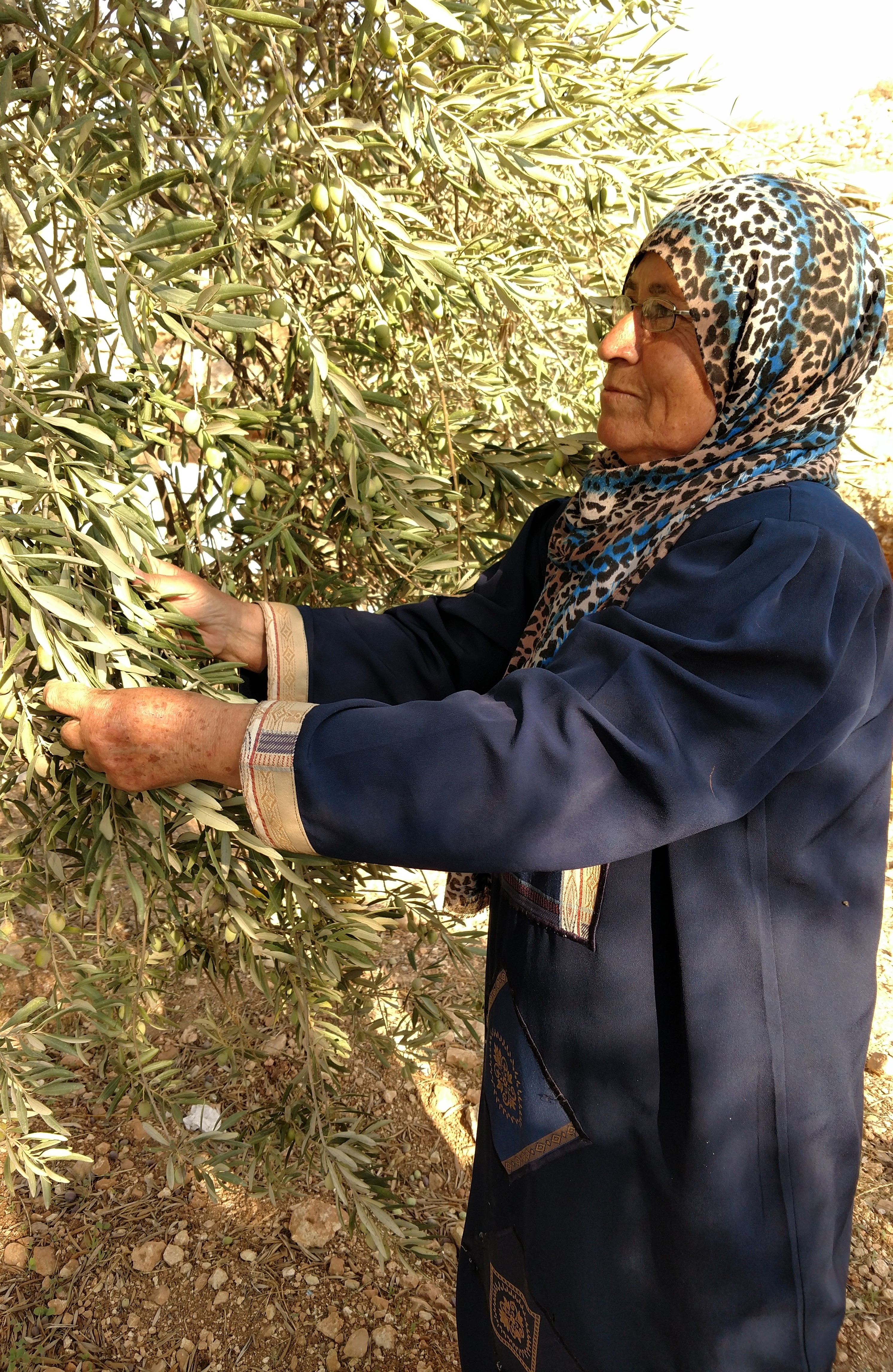 A woman picks olives from a tree in the West Bank