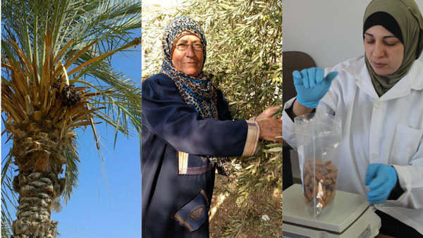 Growing and processing our Palestinian products with PARC