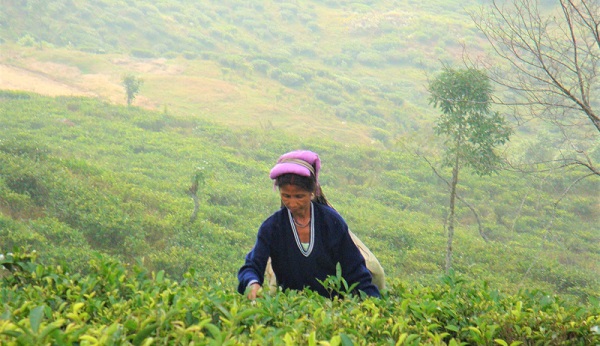 A woman picks tea in India