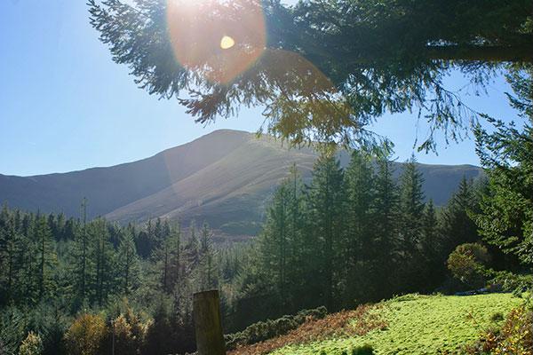 Whinlatter Forest View