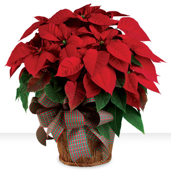 Christmas Poinsettia - Was $59.95, Now $50.96 - SAVE $8.99!