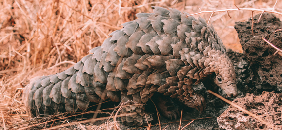 Temminck's ground pangolin foraging for termites