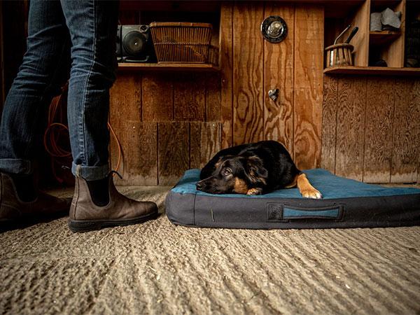 Explore Dog Beds and Blankets