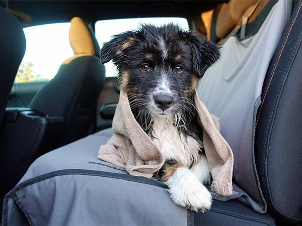 Read How a Pandemic Can Help You Socialize Your Adventure Puppy