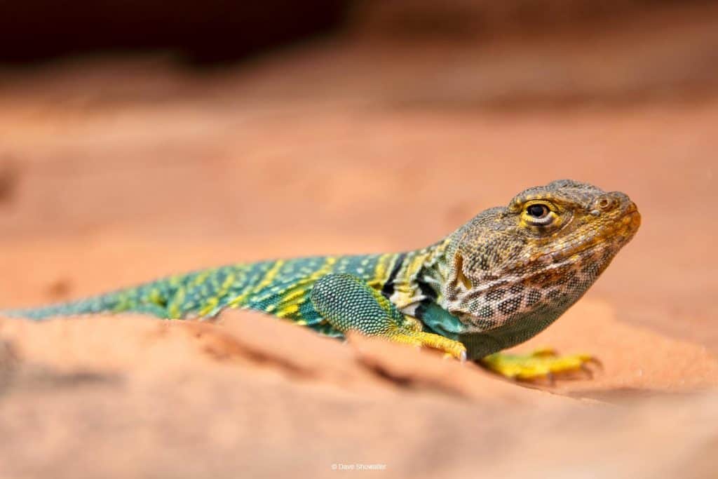 Collared Lizard Portrait