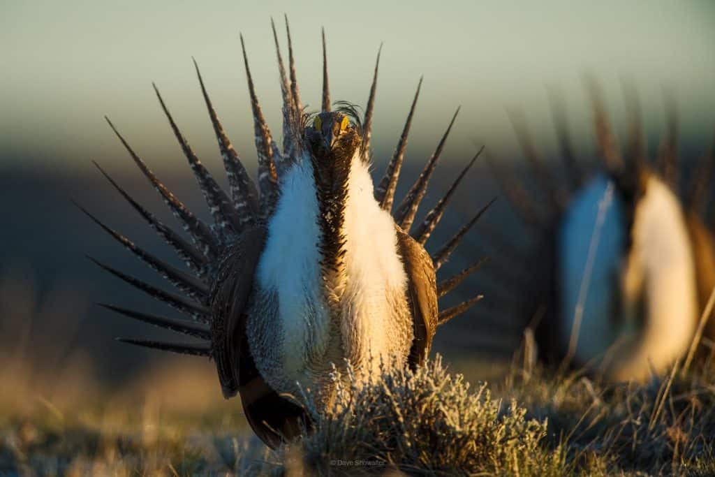 Lekking Greater Sage Grouse